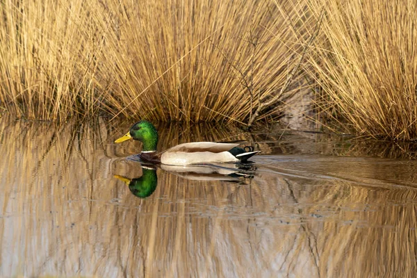 Η πράσινη πάπια κολυμπάει σε μια λίμνη με καλάμια στην ακτή. Αρσενική πάπια έχει ένα πράσινο κεφάλι, λευκό λαιμό μπάντα και σκούρο καφέ στήθος — Φωτογραφία Αρχείου