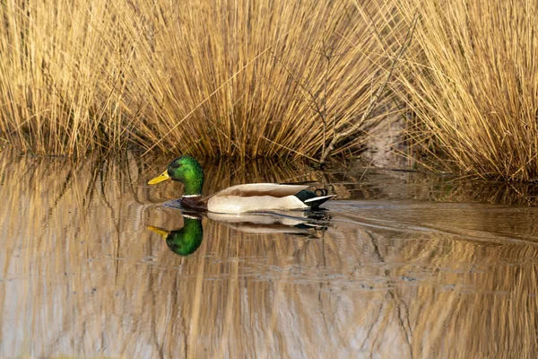 Groene eenden zwemmen in een meer met riet aan de kust. Mannelijke eend heeft een groene kop, witte nekband en donkerbruine borst — Stockfoto