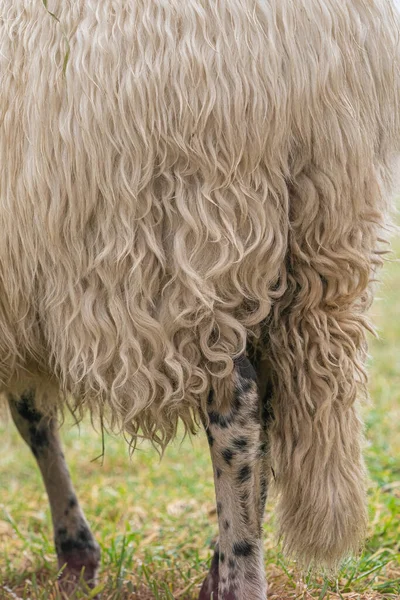 Een schaap in de mist. Gezien vanaf de achterkant, detail zicht op de wol. Schapen voeden zich met lentegras. Zoek naar voedsel. Landbouw en extensieve traditionele fokkerij — Stockfoto