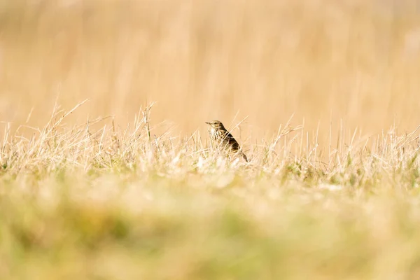 Tawny Pipit, Wiesenpieper, der im Gras einer Wiese sitzt. Kleiner brauner Passantenvogel mit Streifen auf dem Kopf in seinem Lebensraum in warmgelb-orangefarbenem Licht. Tierwelt aus der Natur — Stockfoto