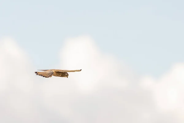 Primer plano de Kestrel pájaro de presa se cierne sobre un hermoso cielo azul con nubes blancas y, la caza de presas — Foto de Stock