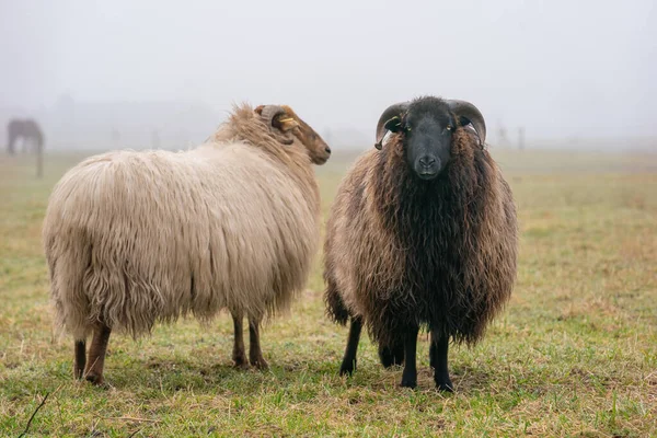 Zwei Schafe im Nebel. Sie schauen auf Kamera, Detailaufnahme. Schafe ernähren sich von Frühlingsgras. Suche nach Nahrung. Landwirtschaft und extensive traditionelle Zucht — Stockfoto