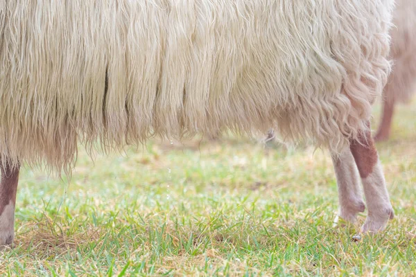 Uma ovelha na névoa. Em vista lateral, visão detalhada da lã. Agricultura e criação extensiva de ovinos tradicionais — Fotografia de Stock