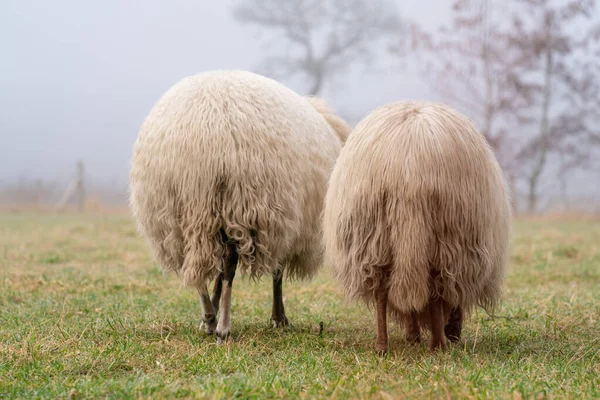 Két bárány a ködben. Hátulról nézve, a gyapjú részletei. A juhok tavaszi fűvel táplálkoznak. Keress élelmet. Mezőgazdaság és kiterjedt hagyományos tenyésztés — Stock Fotó