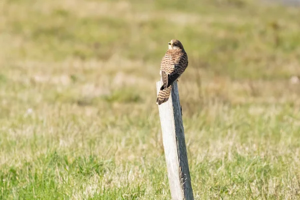 Kestrel猛禽的特写镜头，它坐在草地上的一根杆子上捕猎猎物。在后视镜中 — 图库照片