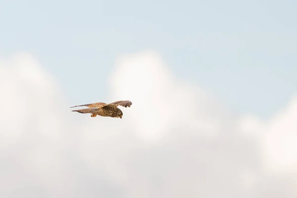 Close-up de Kestrel pássaro de rapina paira contra um belo céu azul com nuvens brancas e, caça de presas — Fotografia de Stock