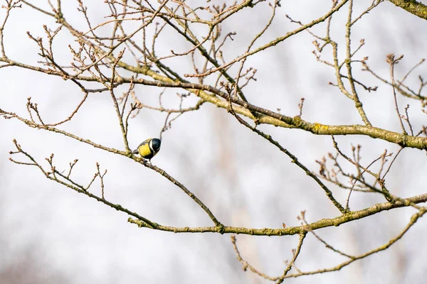 Great tit, Parus major, black and yellow passerine bird sitting on a branch. Eat a butterfly and play with the insect — Stockfoto