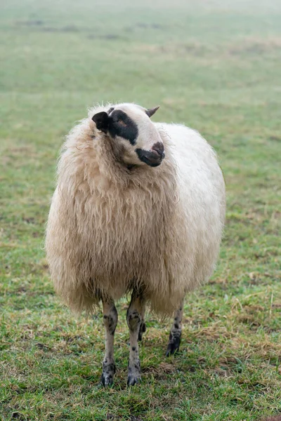 Eén schaap in de mist. Het schaap kijkt in de camera, detail shot, in het volle lichaam. Schapen staan in het voorjaarsgras. Landbouw en extensieve traditionele schapenteelt — Stockfoto