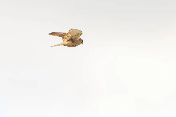 ケストレルの近く-獲物の鳥-空にホバリング、獲物のための狩猟 — ストック写真