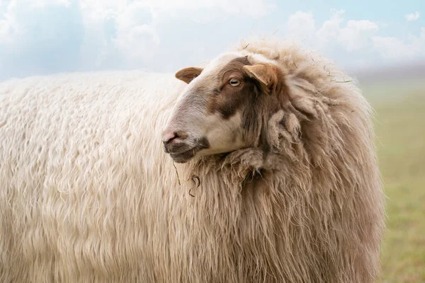 Una pecora nella nebbia. La pecora guarda nella macchina fotografica, dettaglio girato della testa. Pecora sta nell'erba primaverile. Agricoltura e allevamento ovino tradizionale estensivo — Foto Stock