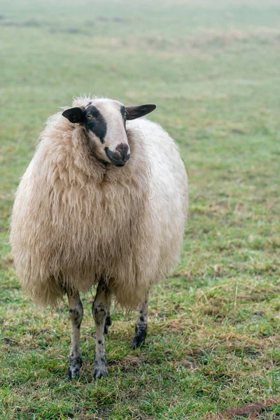 Una oveja en la niebla. La oveja mira a la cámara, detalle disparado, en cuerpo entero. Ovejas en la hierba de primavera. Agricultura y cría extensiva de ovinos tradicionales — Foto de Stock
