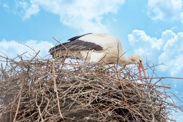 Leylek yuvasında durur, yuva yapar. Arka planda beyaz bulutlar olan güzel mavi bir gökyüzü. kopyalama alanı