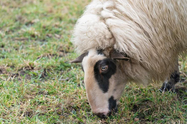 Uma ovelha na névoa. A ovelha olha para a câmera, detalhe tiro da cabeça. Ovelhas está na grama da primavera. Agricultura e criação extensiva de ovinos tradicionais — Fotografia de Stock