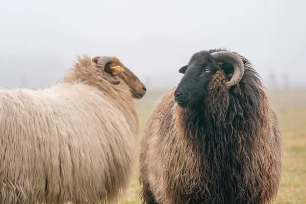 Due pecore nella nebbia. Guardano le telecamere, i dettagli girati. Le pecore si nutrono di erba primaverile. Cerca del cibo. Agricoltura e allevamento estensivo tradizionale — Foto Stock