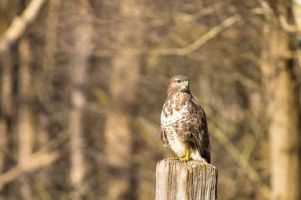 Buzzard v lese. Sedí na dřevěném sloupku. Divoký dravý pták, Buteo Buteo, dívá se doleva. Divoká příroda z přírody — Stock fotografie