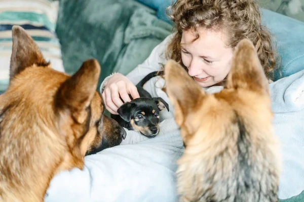 Mujer joven está sentada en el sofá con su pequeño cachorro Jack Russell Terrier en sus brazos. Dos pastores alemanes fuera de foco miran con curiosidad al cachorro. Enfoque selectivo — Foto de Stock