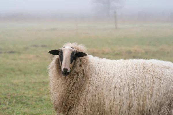 Una oveja en la niebla. La oveja mira a la cámara, disparo de detalle, parte del cuerpo. Ovejas en la hierba de primavera. Agricultura y cría extensiva de ovinos tradicionales — Foto de Stock