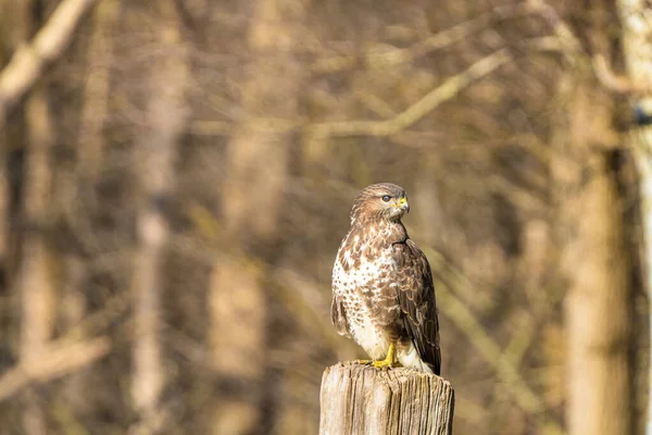 Ormandaki şahin. Tahta bir direkte otururken. Vahşi yaşam yırtıcı kuşu, Buteo buteo, sola bakıyor. Doğadan vahşi yaşam sahnesi — Stok fotoğraf