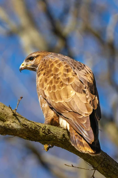 Buzzard v lese. Sedí na větvi opadavého stromu. Divoký dravý pták, Buteo Buteo. Detailní peří zblízka. Modrá obloha za stromy. Divoká příroda z přírody, postranní pohled — Stock fotografie