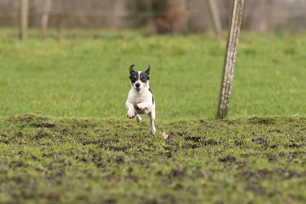 Aktiv Jack Russell Terrier springer ut på det gröna gräset. Öronen flaxar i vinden. Ung entusiastisk och frisk hund — Stockfoto