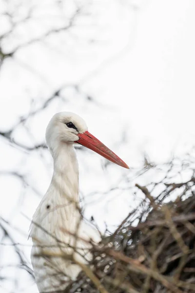 Une cigogne se tient dans son nid, entre les branches tordues de l'arbre. espace de copie — Photo