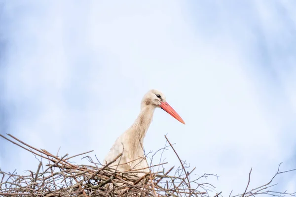 Une cigogne se tient dans son nid, Construit le nid. Un ciel bleu dramatique en arrière-plan. espace de copie — Photo