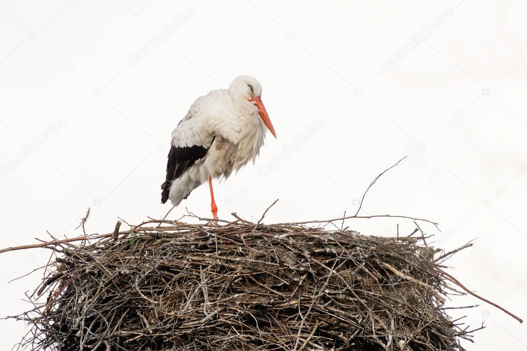A stork stands in its nest on the chimney of a house. copy-space