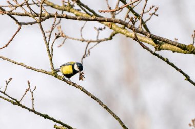 Great tit, Parus major, black and yellow passerine bird sitting on a branch. Eat a butterfly and play with the insect