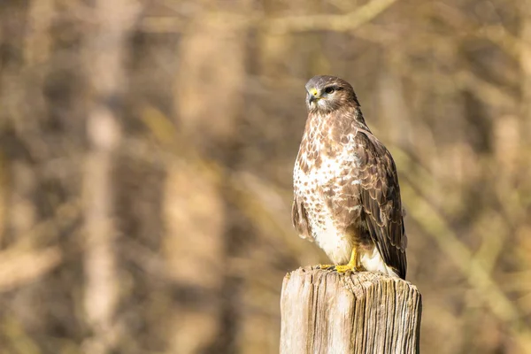 Buzzard v lese. Sedí na dřevěném sloupku. Divoký dravý pták, Buteo Buteo, vypadá to dobře. Divoká příroda z přírody — Stock fotografie