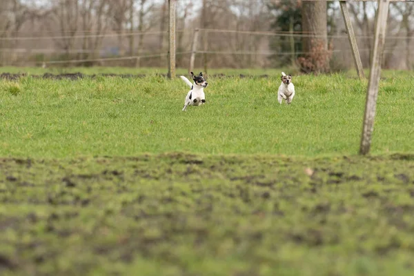 Två aktiva Jack Russell Terriers springer ut i gräset. Öronen flaxar i vinden. Ung och en äldre hund som är entusiastisk och frisk — Stockfoto