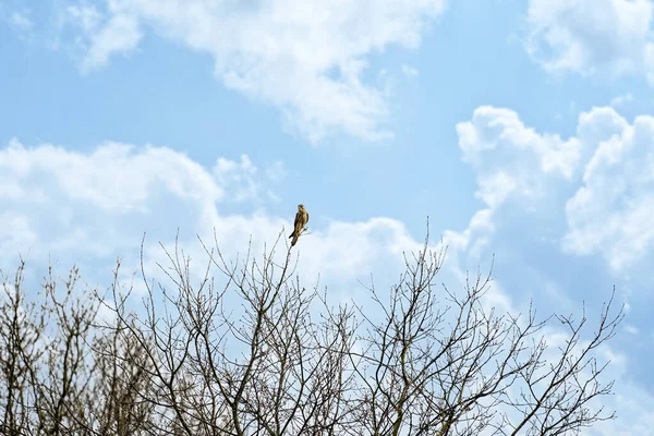 Euraziatische Torenvalk, Falco tinnunculus zittend op de boom tegen de kleurrijke hemelachtergrond. Blauwe en witte wolken — Foto de Stock