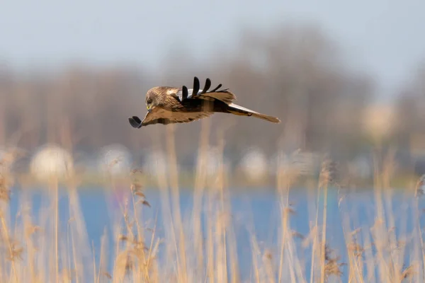 Hårdare träsk flyger ovanför vass och sjö söker byte — Stockfoto