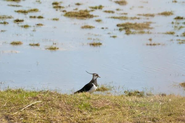 Um pássaro Lapwing detalhado caminha na borda de um lago. Na província da Frísia, nos Países Baixos — Fotografia de Stock