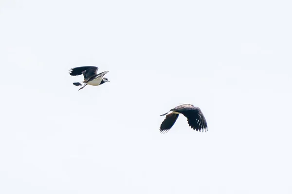 Deux oiseaux Lapwing volent et jouent dans les airs. Dans la province de Frise aux Pays-Bas — Photo