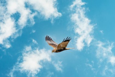 Marsh Harrier güzel, mavi bulutlu gökyüzüne doğru uçar ve avını arar.