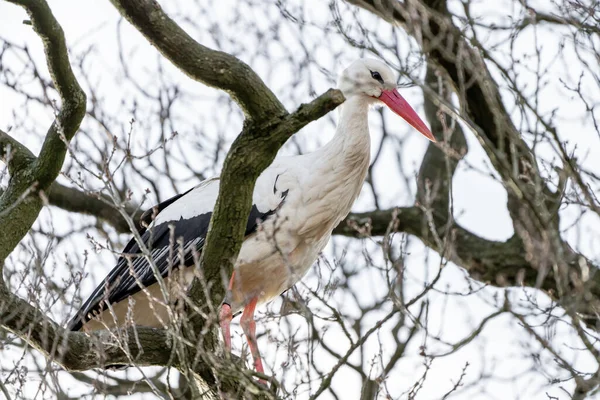 A stork stands in its nest, between twisting branches of the tree. A blue sky in the background. copy-space — Stock Photo, Image