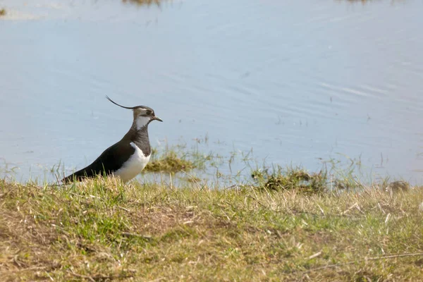 Detaylı bir Lapwing kuşu gölün kenarında yürüyor. Hollanda 'nın Friesland ilinde.