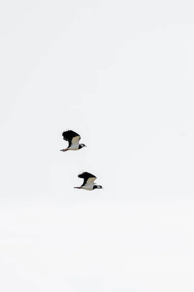 Dos pájaros Lapwing vuelan sincrónicamente en el cielo. En la provincia de Frisia en los Países Bajos — Foto de Stock