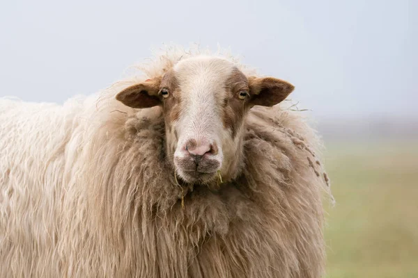 Jedna owca we mgle. Owce patrzą w kamerę, szczegółowy strzał w głowę. Owce stoją w wiosennej trawie. Rolnictwo i ekstensywna tradycyjna hodowla owiec — Zdjęcie stockowe