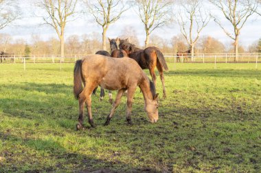 Çayırda bir yaşında dört at. Arka planda bir su kabı, ağaçlar, çitler ve atlar var. Seçici odak