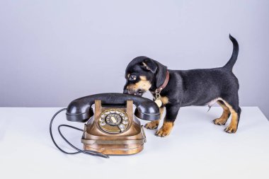 Jack Russell yavru köpeği eski bir bakır ve bakalit telefonun yanında duruyor. Eski bir arama ya da klasik bir telefon ile. Eski tarz, eski tarz.