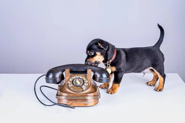 Jack Russell puppy dog stands by an old copper and bakelite telephone. With old dial or retro classic telephone head. Retro, vintage style — Stock Photo, Image
