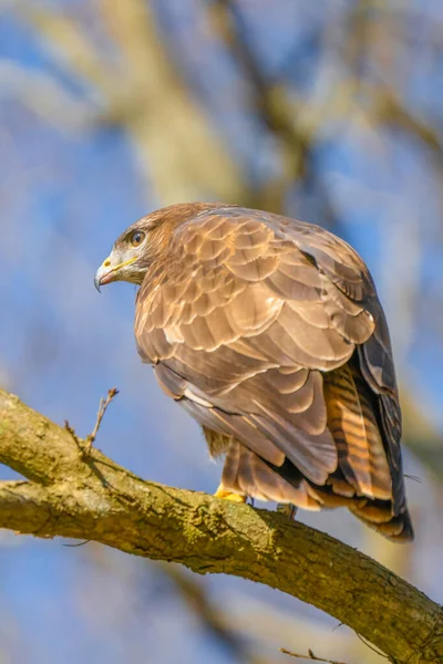 Buizerd in het bos. Zittend op een tak van een loofboom. Wilde dieren Bird of Prey, Buteo buteo. Gedetailleerde veren van dichtbij. Blauwe lucht achter de bomen. Wildlife scene uit de natuur, zijaanzicht — Stockfoto