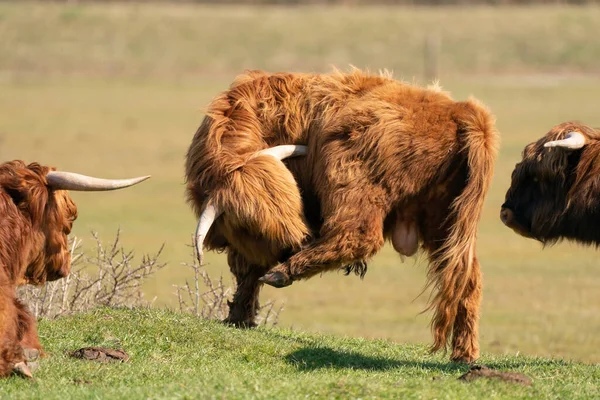 Los montañeses escoceses con cuernos grandes se paran en la hierba a la luz del sol. Un toro pica con su pico en una pierna trasera. Dos vacas miran esto desde la derecha y la izquierda —  Fotos de Stock