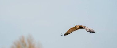 Marsh Harrier güzel, mavi bulutlu bir gökyüzüne doğru uçar ve avını arar. Sosyal medya, kapak, panorama veya web pankartı