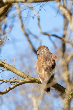 Ormandaki şahin. Kışın yaprak döken bir ağacın dalında oturuyor. Vahşi yaşam yırtıcı kuşu. Ayrıntılı tüyler yakından. Ağaçların arkasındaki mavi gökyüzü. Doğadan vahşi yaşam sahnesi, arkadan görülüyor.
