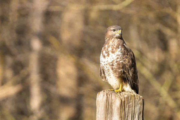 Buzzard v lese. Sedí na dřevěném sloupku. Divoký dravý pták, Buteo Buteo, dívá se doleva. Divoká příroda z přírody — Stock fotografie