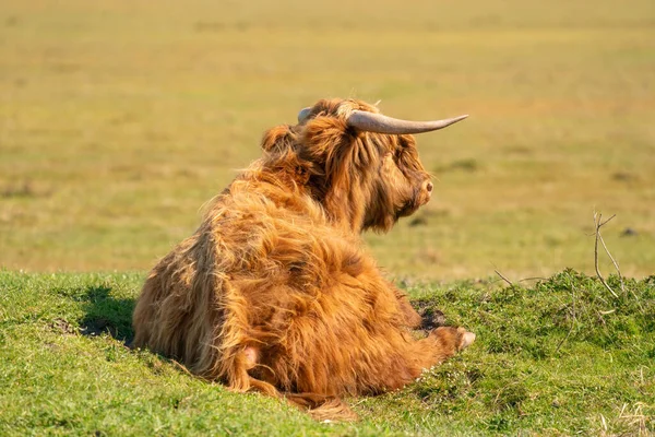 Scottish Highlander se trouve dans l'herbe, à la lumière du soleil. La vache a de grandes cornes, vues de derrière. Une réserve naturelle aux Pays-Bas — Photo
