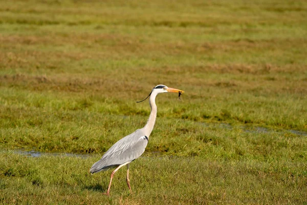 Great gray heron fishes a large insect from a ditch and quickly runs away with it across the grass. Wildlife in its natural habitat — Stock Photo, Image