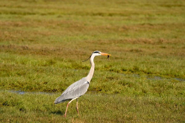 Grand héron gris pêche un gros insecte d'un fossé et s'enfuit rapidement avec elle à travers l'herbe. La faune dans son habitat naturel — Photo